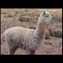 RAWAL ＜FINE ALPACA＞